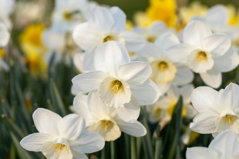 Close-up of white narcissus flowers (Narcissus poeticus) in spring garden